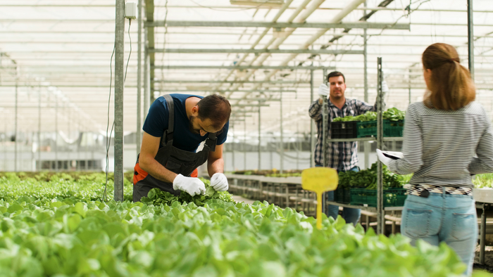 Workers tending to plants in a greenhouse.