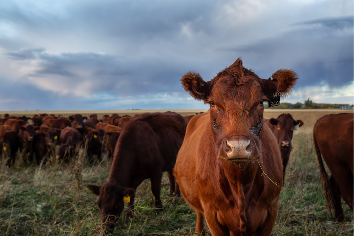 A close-up of a brown cow in a field, surrounded by other cows against a cloudy sky.