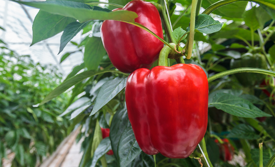 Red bell peppers hanging on a plant inside a greenhouse.