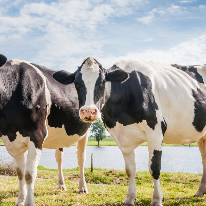 A group of cows standing in a grassy field by a lake under a blue sky.