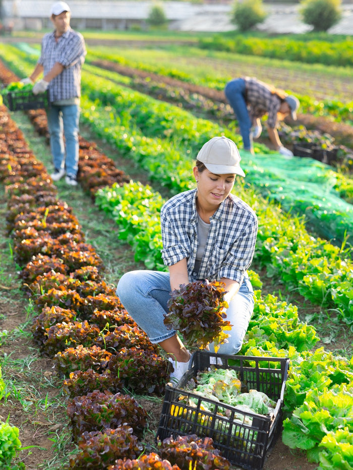 Farm workers harvesting lettuce in a green field.