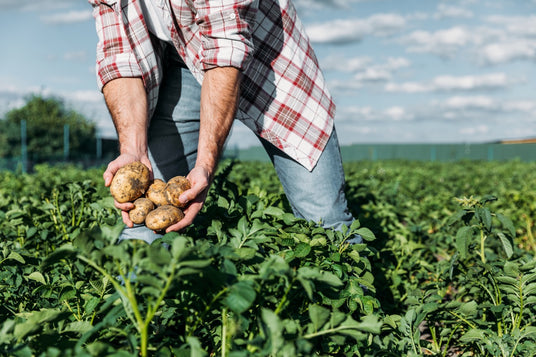 man holding freshly harvested potatoes in a green field