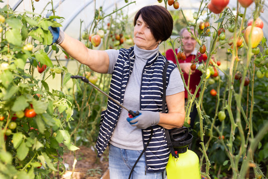 Woman tending to tomato plants in a greenhouse, holding a sprayer.