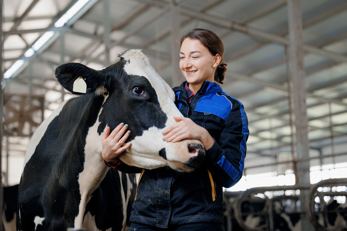 A woman in a blue and black jacket smiles while petting a black and white cow in a barn.