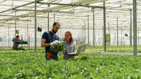 Two individuals in a greenhouse discussing plants, one holding lettuce and the other using a laptop.