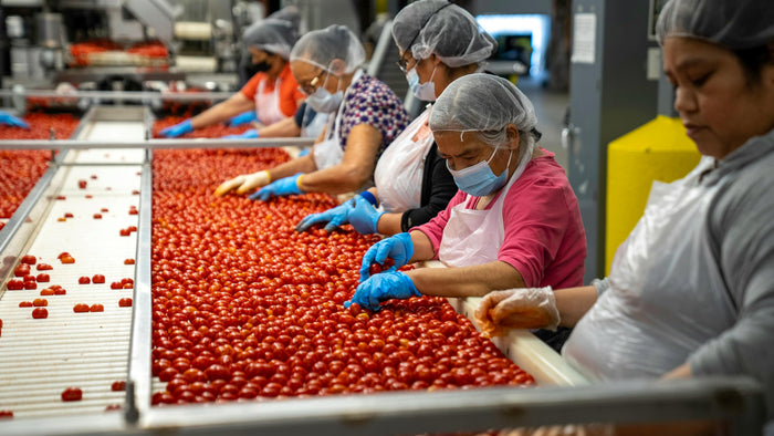 Women sorting cherry tomatoes in a production facility.