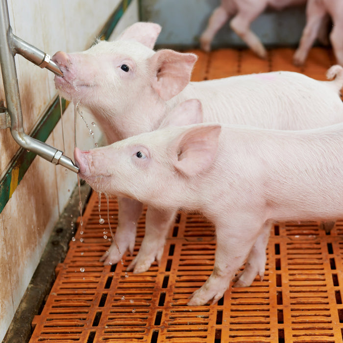 Two piglets drinking from a stainless steel water dispenser in a pen with orange flooring.