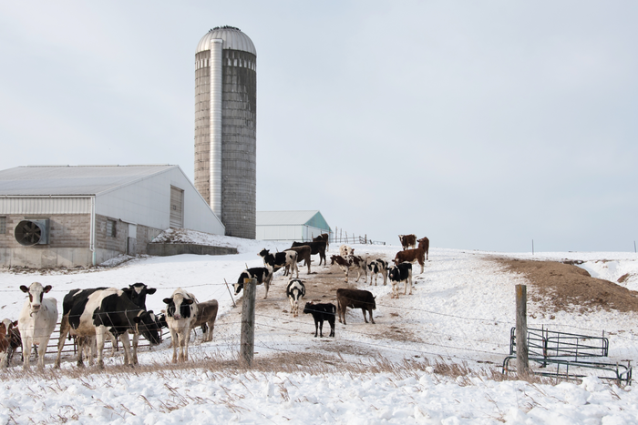 A snowy farm landscape with several cows grazing near a tall silo and wooden fencing.