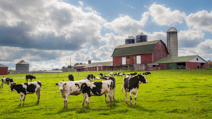 A rural farm scene with black and white cows grazing in a green field, surrounded by red barns and silos under a cloudy sky.