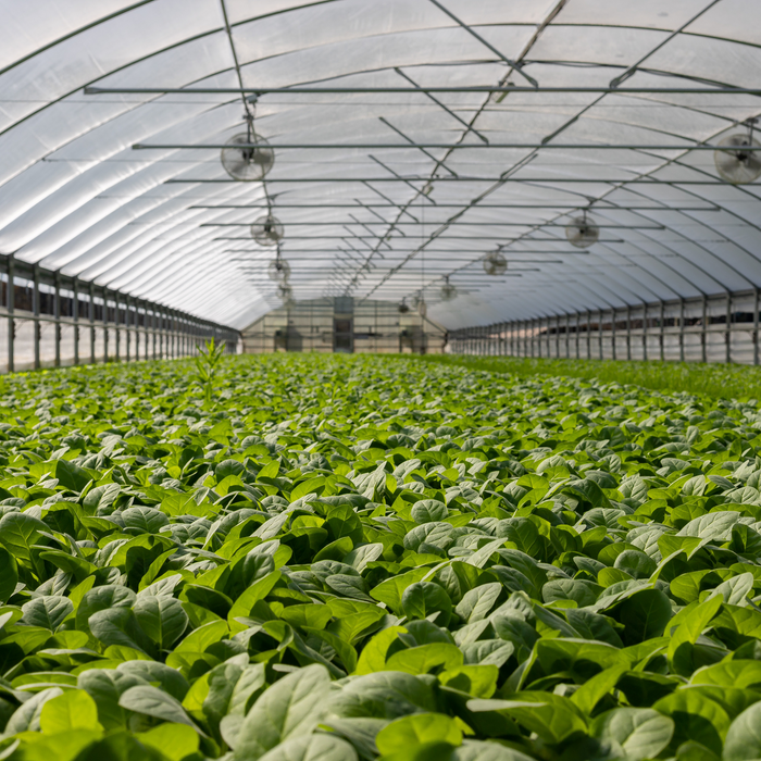 Greenhouse filled with rows of leafy plants.