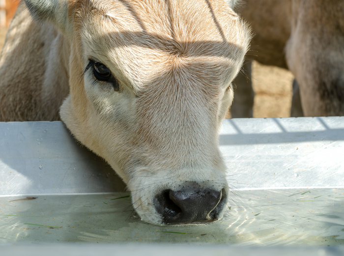 Close-up of a cow drinking water from a trough.