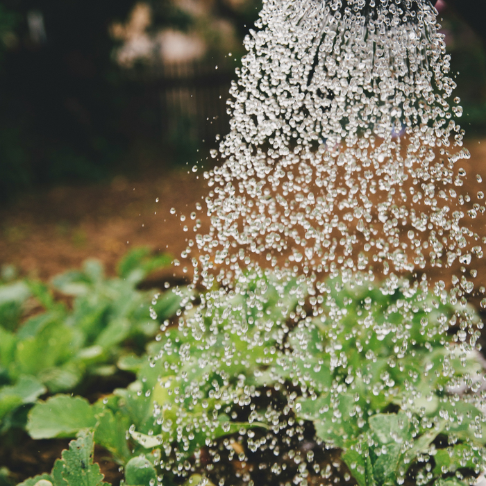 Water droplets falling from a watering can onto green plants in a garden.