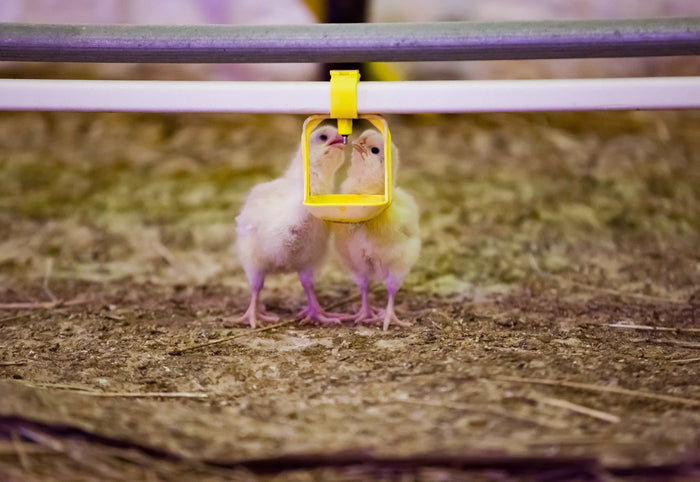 Two chicks interacting near a yellow water dispenser on a farm.
