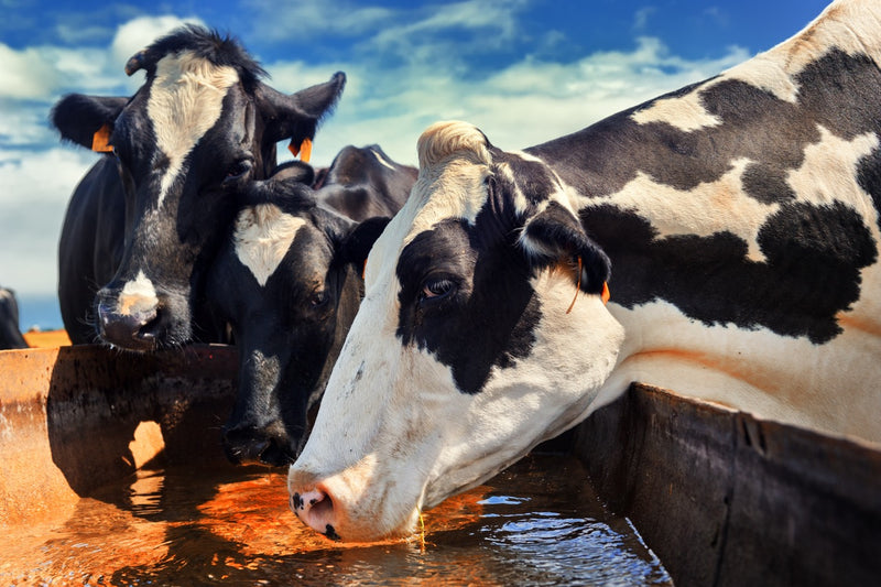 Cows drinking water from a trough under a blue sky.