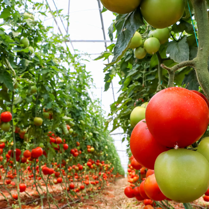 Tomatoes growing in a greenhouse, with ripe red and unripe green varieties visible.