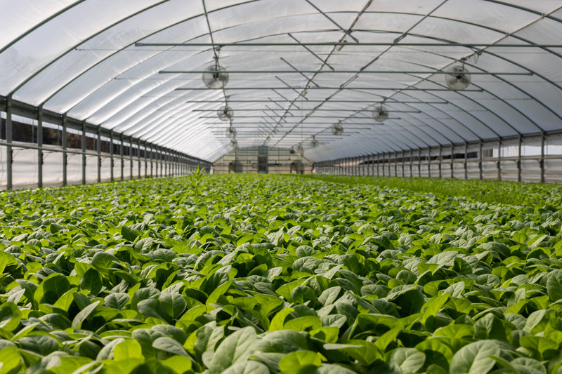 Greenhouse filled with lush green plants.