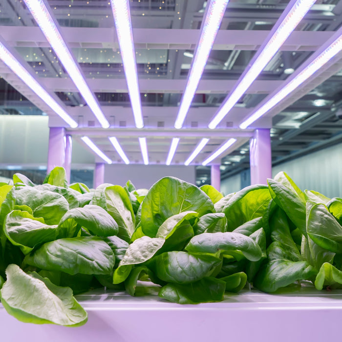 Fresh green lettuce under LED grow lights.