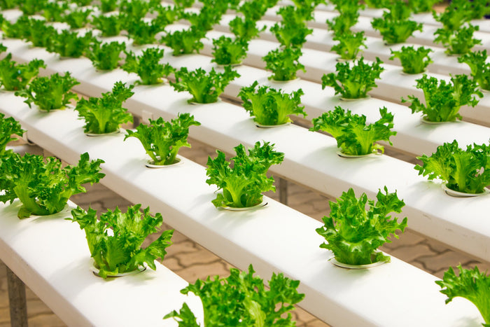 Rows of hydroponically grown lettuce in a greenhouse setting.