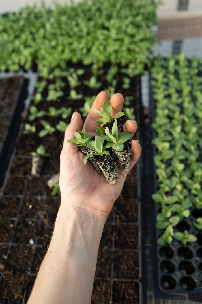 A hand holding small green seedlings with visible roots, surrounded by trays of growing plants.
