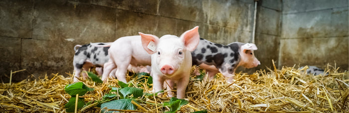 Piglets in straw bedding inside a barn.