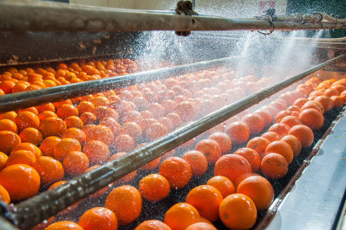 Oranges being washed in a processing facility.